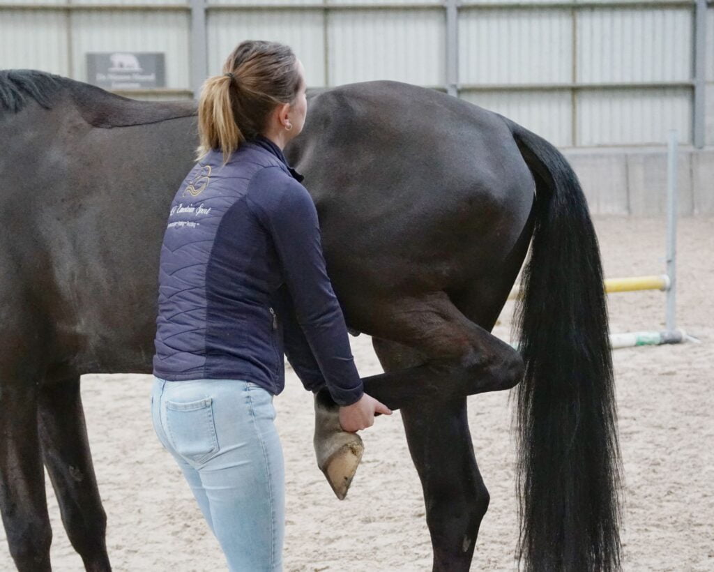 Paardrijden sportmassage